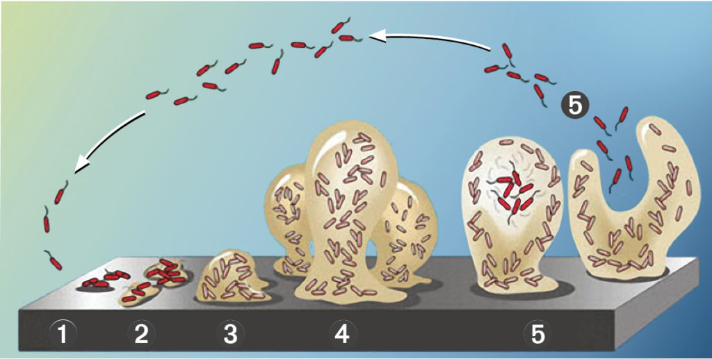 FIGURE-1.-Stages-of-Biofilm-Development-1024x517.jpg